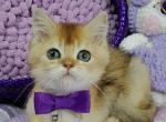 RICO - British Shorthair Cat For Sale - Sunnyvale&comma; CA&comma; US