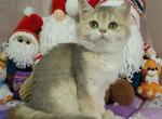 ROCCO - British Shorthair Cat For Sale - Sunnyvale&comma; CA&comma; US