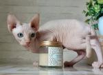 Honey - Sphynx Cat For Sale - Pembroke Pines&comma; FL&comma; US