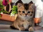 Tera munchkin standard golden ticked chinchilla - Munchkin Cat For Sale - TX&comma; US