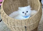 Tyson - Scottish Straight Cat For Sale - MD&comma; US