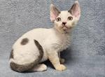 Simon - Devon Rex Cat For Sale - Norwalk&comma; CT&comma; US