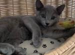 Beza - Russian Blue Cat For Sale - Hollywood&comma; FL&comma; US