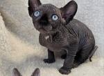 Sphynx  Black Elf Boy Neo DBE TICA - Sphynx Cat For Sale - Lockport&comma; IL&comma; US