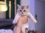 Babe - British Shorthair Cat For Sale - Houston&comma; TX&comma; US