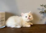 Snickers - Minuet Cat For Sale - Capon Bridge&comma; WV&comma; US