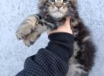 Milo - Maine Coon Cat For Sale - Hollywood&comma; FL&comma; US