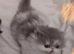 Blue Tabby and White Bicolor Persian Kitten - Persian Cat For Sale - Farmville&comma; VA&comma; US