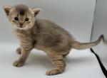 Sirius - Abyssinian Cat For Sale - Odesa&comma; Odessa Oblast&comma; UA