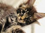 Bubs - Maine Coon Cat For Sale - Chicago&comma; IL&comma; US
