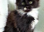 Marilyn Monroe - Maine Coon Cat For Sale - Chicago&comma; IL&comma; US