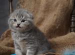 Rusty - Scottish Fold Cat For Sale - North Richland Hills&comma; TX&comma; US