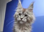 Seva - Maine Coon Cat For Sale - Grayslake&comma; IL&comma; US