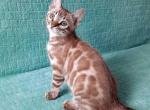 Troy - Bengal Cat For Sale - Hollywood&comma; FL&comma; US