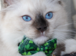 Leo - Ragdoll Cat For Sale - Mount Joy&comma; PA&comma; US