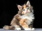 Paradise - Maine Coon Cat For Sale - Miami&comma; FL&comma; US