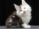 Onil - Maine Coon Cat For Sale - Miami&comma; FL&comma; US