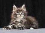 Ocean - Maine Coon Cat For Sale - Miami&comma; FL&comma; US