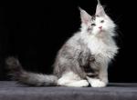 Juventus Polydactyl - Maine Coon Cat For Sale - Miami&comma; FL&comma; US