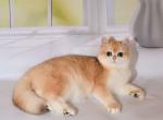Milana chubby golden shell ny12 british - British Shorthair Cat For Sale - Houston&comma; TX&comma; US