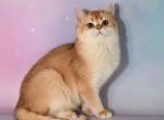 Jia chubby golden shell ny12 british - British Shorthair Cat For Sale - Houston&comma; TX&comma; US