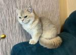 Moana blue golden shaded ay 11 british girl - British Shorthair Cat For Sale - Houston&comma; TX&comma; US