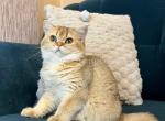 Mayla black golden shaded ny 11 british girl - British Shorthair Cat For Sale - Houston&comma; TX&comma; US