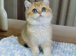 Damir black golden shaded ny 11 british boy - British Shorthair Cat For Sale - Houston&comma; TX&comma; US