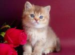 Valyusha chocolate golden shaded british girl - British Shorthair Cat For Sale - Houston&comma; TX&comma; US