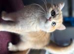 Nestle ny11 black golden shaded british shorthair - British Shorthair Cat For Sale - Houston&comma; TX&comma; US