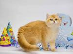 Agatha ny 12 black golden shell british shorthair - British Shorthair Cat For Sale - Houston&comma; TX&comma; US