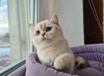 Westa deep blue eyes chinchilla point british - British Shorthair Cat For Sale - Houston&comma; TX&comma; US