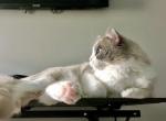 Marble - Ragdoll Cat For Sale/Retired Breeding - Westborough&comma; MA&comma; US