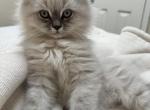 Joey Litter A - Himalayan Cat For Sale - Tampa&comma; FL&comma; US