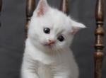 Snowflake - Scottish Straight Cat For Sale - North Richland Hills&comma; TX&comma; US
