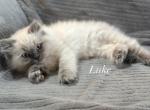 Luke Litter A - Himalayan Cat For Sale - Tampa&comma; FL&comma; US