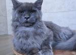 Newton - Maine Coon Cat For Sale - Hollywood&comma; FL&comma; US
