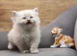 Poe of RomanovCats - Siberian Cat For Sale - Ashburn&comma; VA&comma; US