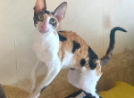 Riana calico - Cornish Rex Cat For Sale - Abington&comma; PA&comma; US