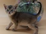 Blueberry - Abyssinian Cat For Sale - Pembroke Pines&comma; FL&comma; US