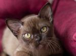 Patric - Burmese Cat For Sale - Norwalk&comma; CT&comma; US