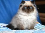 Shady - Persian Cat For Sale - Pembroke Pines&comma; FL&comma; US