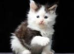 Prometey - Maine Coon Cat For Sale - Hollywood&comma; FL&comma; US
