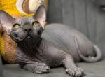 Zorro - Sphynx Cat For Sale - Pembroke Pines&comma; FL&comma; US