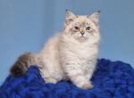Maya - Siberian Cat For Sale - Pembroke Pines&comma; FL&comma; US