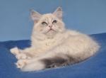 Nady - Siberian Cat For Sale - Pembroke Pines&comma; FL&comma; US