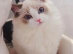 DOLL - Ragdoll Cat For Sale - Irvine&comma; CA&comma; US