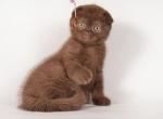 Fantasy - Scottish Fold Cat For Sale - Los Angeles&comma; CA&comma; US