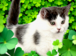 Benedict - Munchkin Cat For Sale - Neosho&comma; MO&comma; US