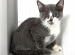 Simon - Munchkin Cat For Sale - Neosho&comma; MO&comma; US
